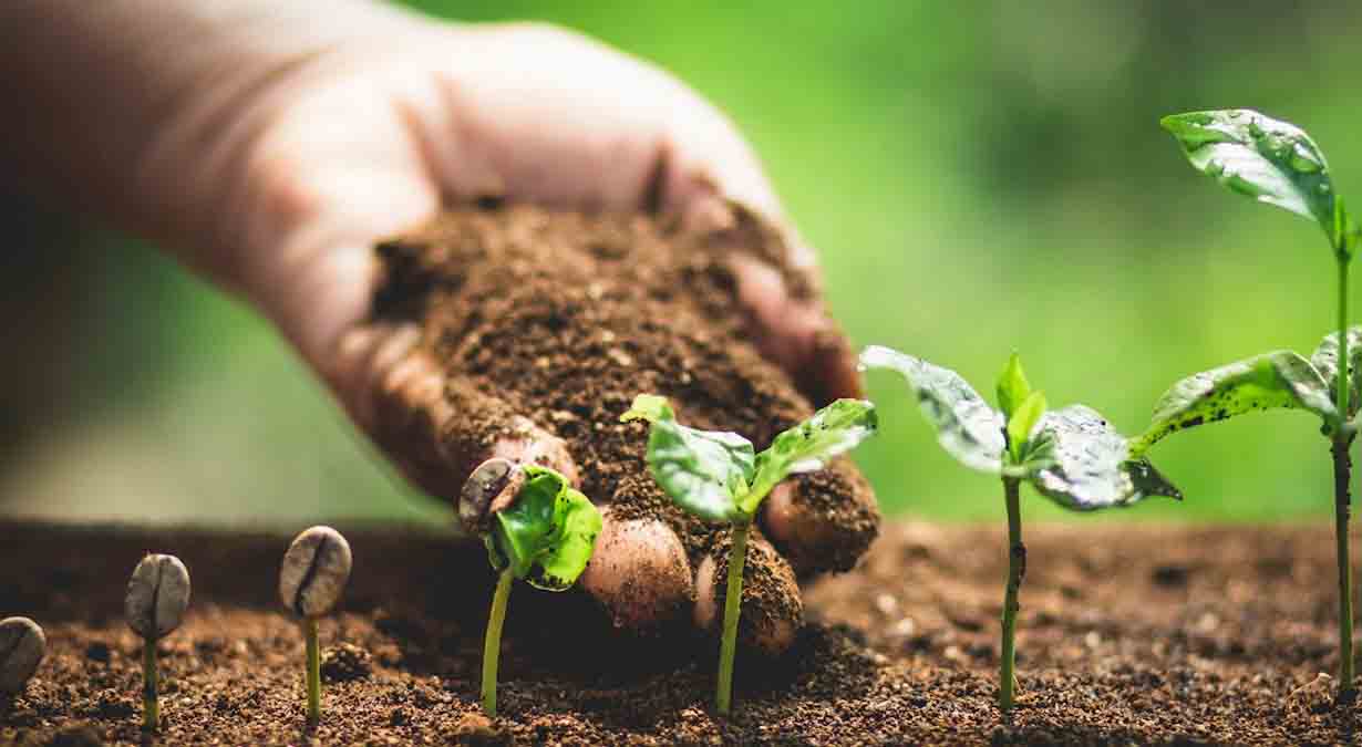 Plant Development, Enzymology and Metabolism